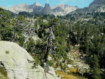 Algunos de estos pinos del parque de Aig&uuml;estortes tiene m&aacute;s de 700 a&ntilde;os.