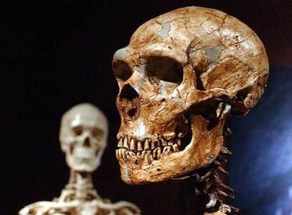 Un cráneo de neandertal (derecha), con un cráneo humano moderno.