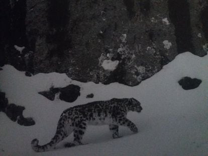 Leopardo de las nieves en el altiplano del Tíbet.