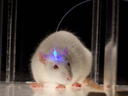 Los investigadores utilizaron luz para estimular las neuronas de ratones bajo anestesia.