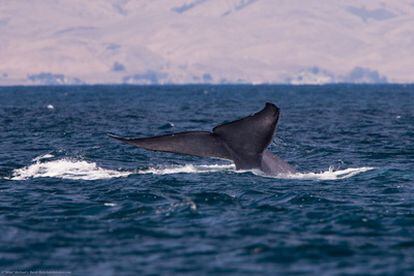 La ballena (o rorcual azul) es el mamífero más grande de todos los tiempos. Esta imagen de una cola de ballena azul se tomó en julio de 2010 en San Luis Obispo, California, Estados Unidos.