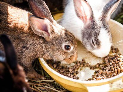 Dos conejos comiendo.