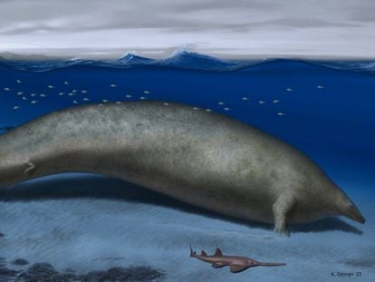 Ilustración del 'Perucetus colossus', que vivía en aguas costeras superficiales y podía pesar el doble que una ballena azul.