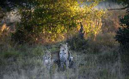 Dos leopardos, madre e hijo, surgidos de repente del 'bush' durante el safari en el Delta del Okavango.
