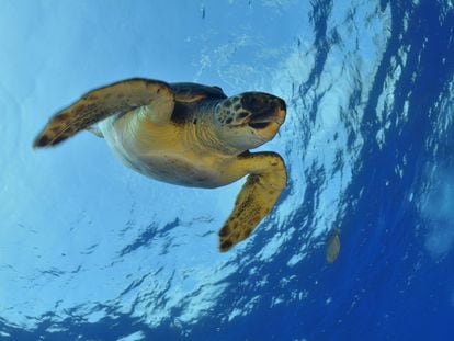 Una tortuga cabezona nada en la inmensidad del Océano Pacífico.  Según la Unión Internacional para la Conservación de la Naturaleza, está en alto peligro de extinción.