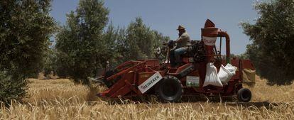 Un agricultor recoge la cosecha de cebada en un olivar de Jaén, dentro del proyecto Olivar impulsado por Heineken.