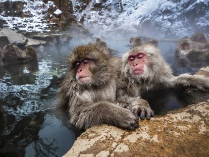 Macacos en las aguas termales del parque de los monos de Jigokudani, en Jap&oacute;n.