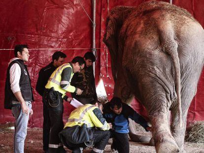 Varios agentes inspeccionan una de las elefantas del circo Gottani tras el accidente en Pozo Cañada. En vídeo, las imágenes del día del accidente.