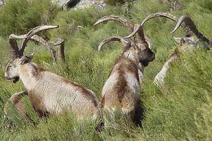 Un grupo de cabras montesas en los altos del valle del Jerte.