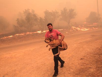 Un granjero se apresura a evacuar a su perro durante un incendio forestal en la zona de Fyli, cerca de Atenas, este martes 22 de agosto.