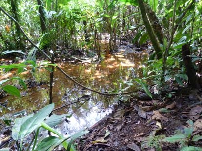 In the jungle areas of the province of Orellana, in northeastern Ecuador, since the 1970s, the exploitation of oil resources has caused various spills and the contamination of water sources on which thousands of people who live in the river basin depend. Napo.