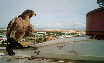 Hembra de halcón en los alrededores del nido de Alcalá en el que ha colocado la cámara SEO BirdLife.