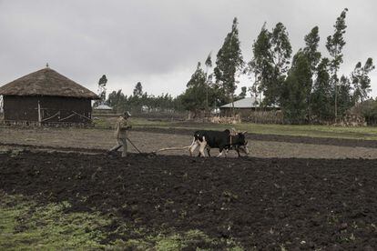 Un habitante de la zona trabaja arar la tierra cerca del pueblo alemán Addis Abeba, la capital de Etiopía.