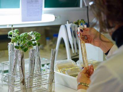 Una investigadora del Departamento de Microbiología y Genética revisa unos ejemplares de leguminosas