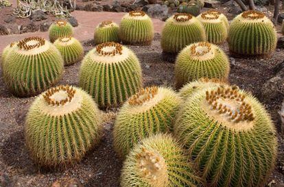 Cactus del Jardín Botánico Canario Viera y Clavijo (Las Palmas de Gran Canaria).