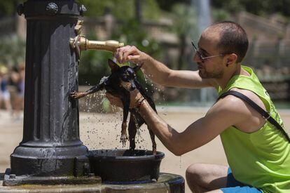 Un hombre refresca a su mascota en una fuente publica en Barcelona.