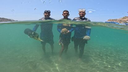 Los jardineros de coral Jerson Enrique Granados, Kendry José Britto y Miguel Ángel Pineda, durante una jornada de trabajo en Santa Marta (Colombia).