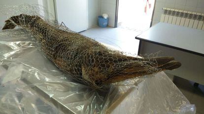Cuerpo del delfín hallado en la Casa de Campo el martes