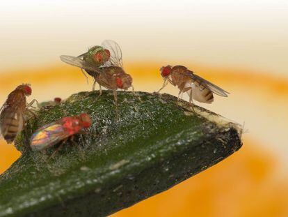 Dos moscas miran a una tercera copular con un macho verde mientras ignoran a un macho rosado.