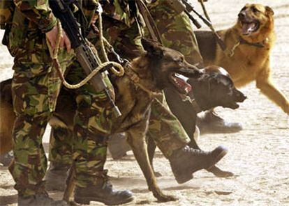 Soldados británicos caminan con perros en un campamento militar ayer en Kuwait.