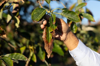La finca de aguacates de los Sarmiento en la localidad de Benamocarra (Anarquía).