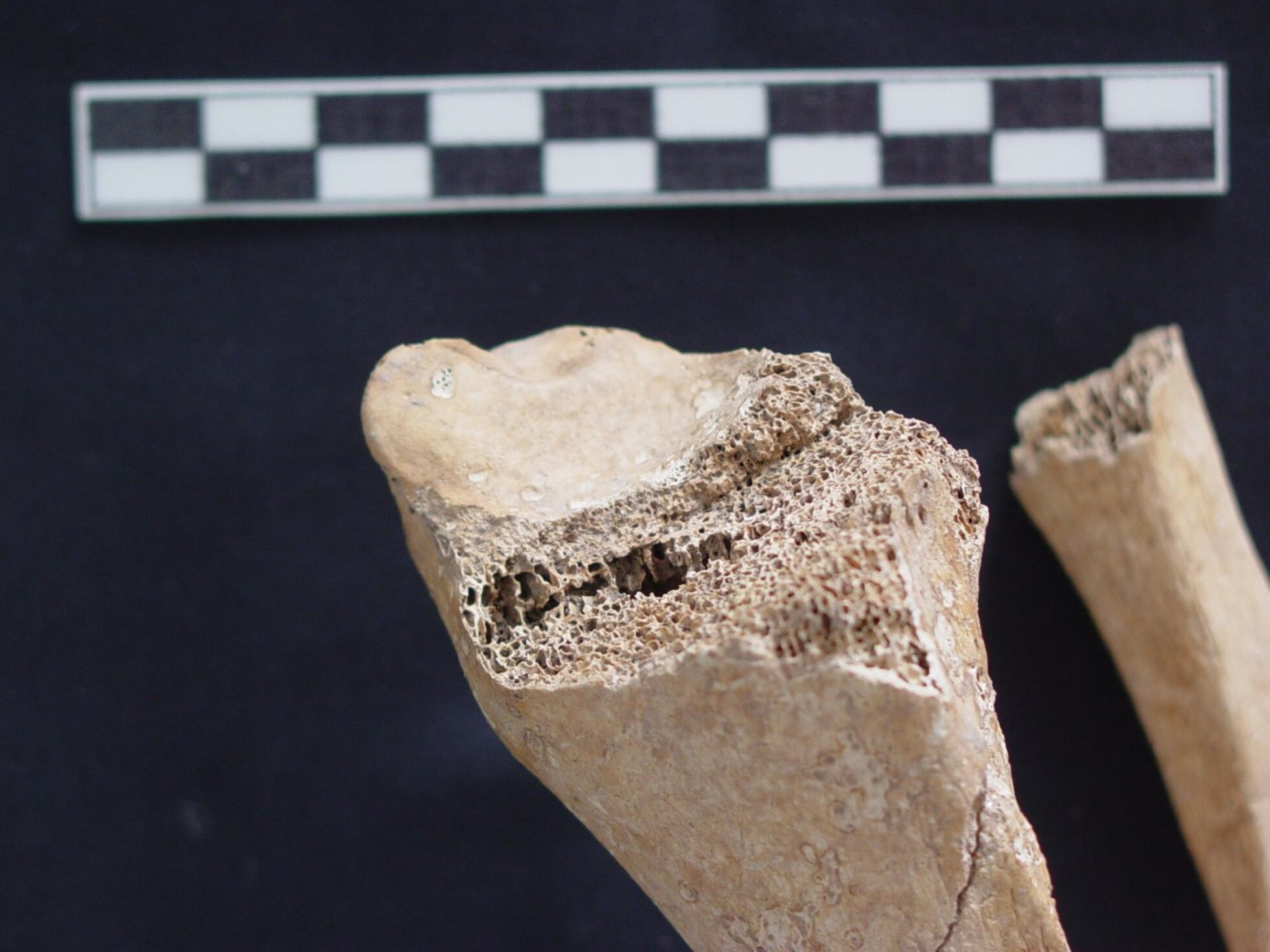 El criminal de guerra se llamaba Quinto Fabio Máximo Serviliano