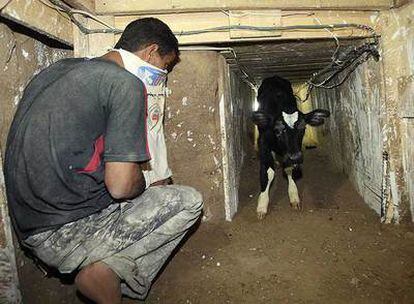 Un palestino pasa un ternero de contrabando por un túnel en Rafah, bajo la frontera entre la franja de Gaza y Egipto.