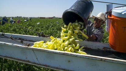 Un trabajador mexicano descarga pimientos en una línea de distribución, en una granja en la localidad de Byron, en California (EE UU).