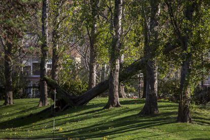 Arbres tombats als voltants del centre esportiu municipal de Can Dragó, a Nou Barris (Barcelona).