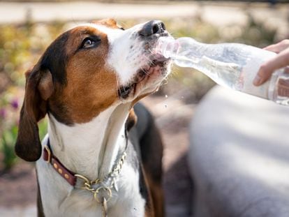 Un beagle hamiltoniano bebe agua de una botella.