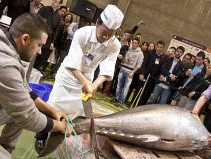 Imagen de un at&uacute;n de 163 kilos en la XXVII edici&oacute;n del Sal&oacute;n de Gourmets, en Madrid. 