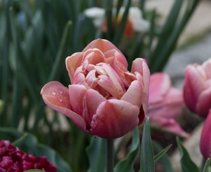 Uno de los tulipanes del jardín de Ángeles Piñeiro, jardinera aficionada.