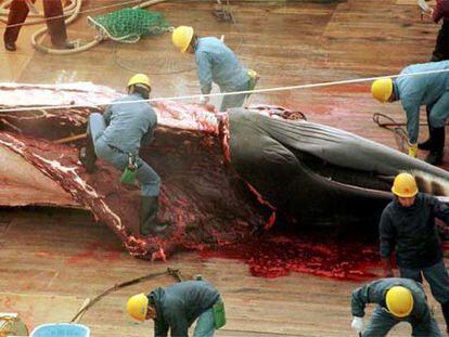 Una ballena mink capturada por un barco ballenero japonés en 2000.