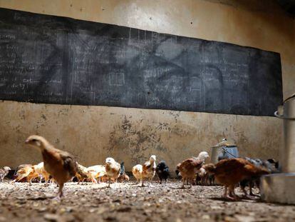 Las gallinas sí van al colegio en Kenia
