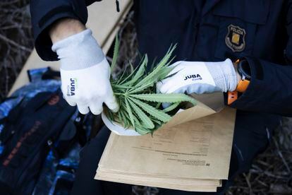 Un 'mosso d'esquadra' sujeta una planta de marihuana tras una operación en La Seu d'Urgell.