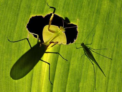 'Deadly Fate', foto galardonada con el LUX Plata en la categoría Paisaje y Naturaleza.