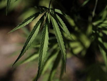 Las hojas de marihuana no pueden ser la imagen de una empresa en Europa