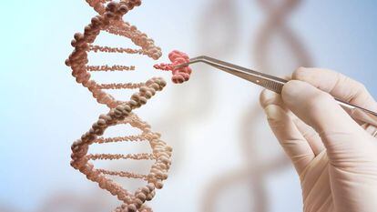 La técnica CRISPR permite reemplazar trozos de ADN.