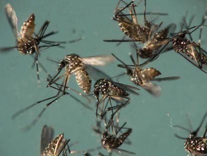 Mosquito &#039;Aedes aegypti&#039;, responsable de la transmisi&oacute;n del zika. 