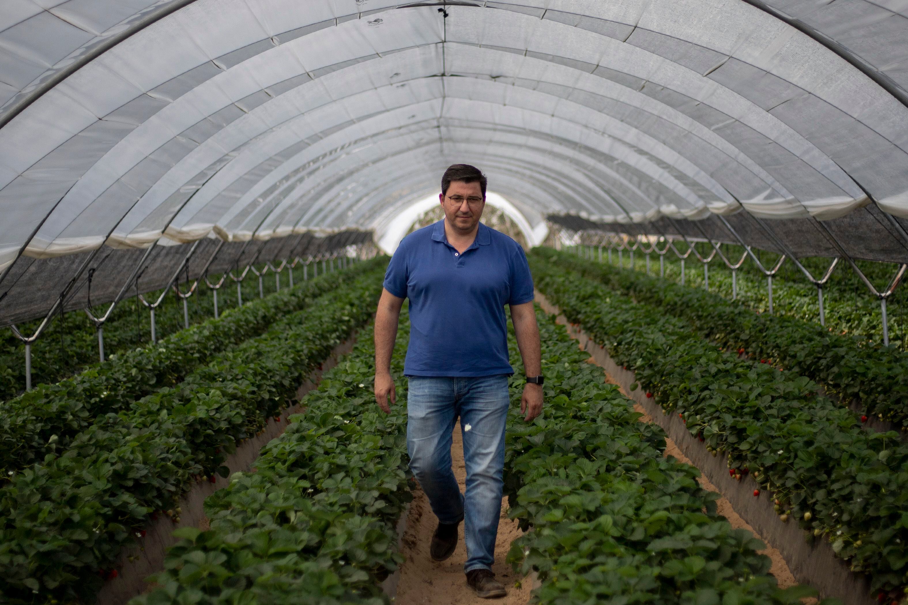 Manuel Delgado Lachica, portavoz de la asociación de Agricultores Puerta de Doñana, en una finca de frutos rojos de Almonte. 