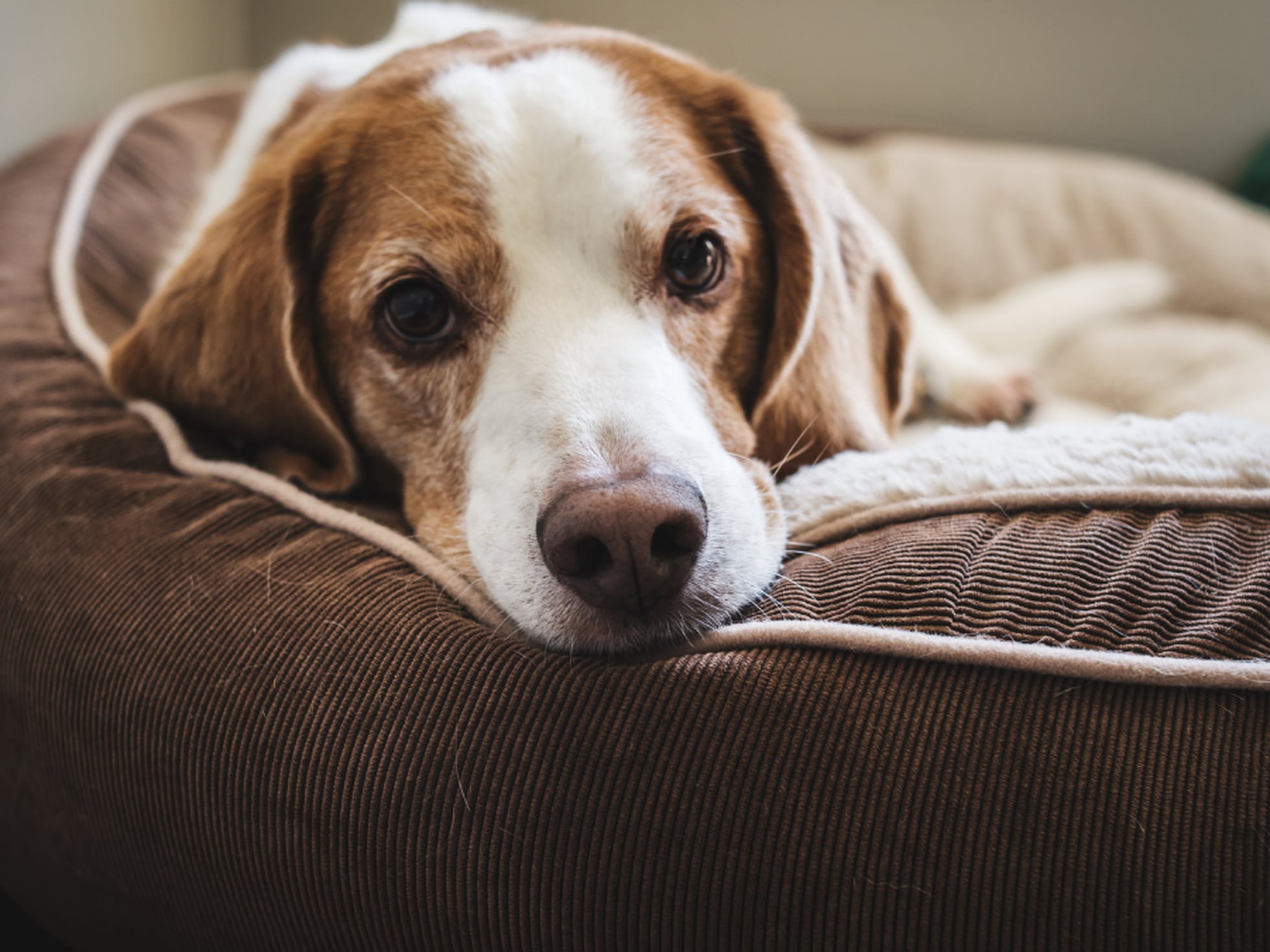 mejores camas para perros | Escaparate: compras y ofertas | EL PAÍS