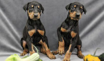 Una imagen promocional de la empresa estadounidense ViaGen Pets, especializada en la clonación de mascotas.
