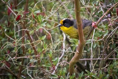 Por qué Colombia suele ganar el Global Big Day, el día mundial para  observar aves | América Futura | EL PAÍS América