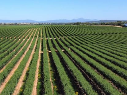 Finca La Copa en Logrosan (Cáceres), de ISFA.