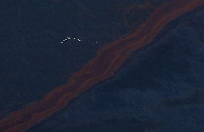 Una bandada de pájaros sobrevuela parte de la mancha de crudo en el Golfo de México