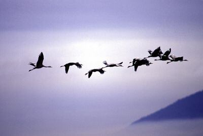 Grullas en vuelo hacia el sur.