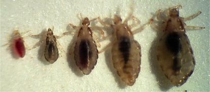 Fases de desarrollo del insecto 'Pediculus humanus humanus', que llega a alcanzar un tamaño de cuatro o cinco centímetros