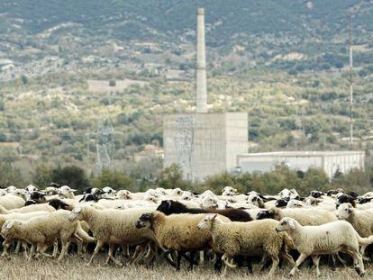 Un reba&ntilde;o de ovejas pastorea junto a la central de Garo&ntilde;a.