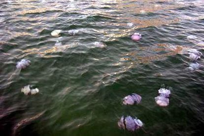 Medusas en aguas del litoral catalán.