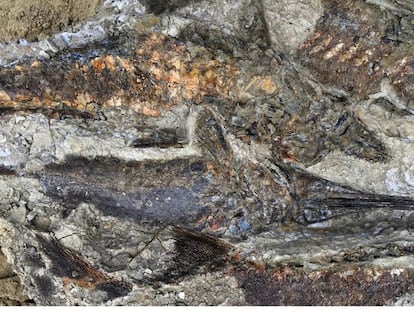 Varios peces fosilizados, con una antigüedad de 65 millones de años, en el yacimiento de Tanis (Dakota del Norte).